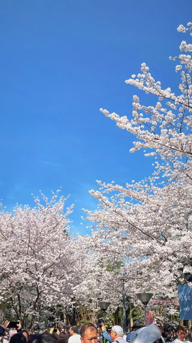 The cherry blossom pond in Shanghai's Lu Xun Park is a vision of spring beauty