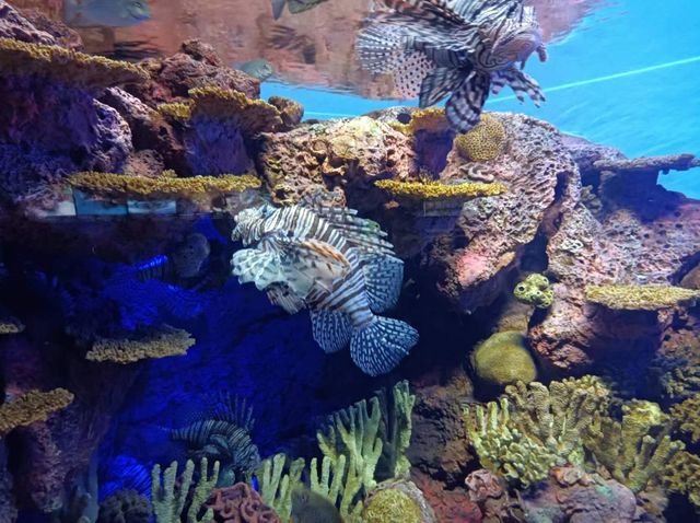 上海海洋水族館