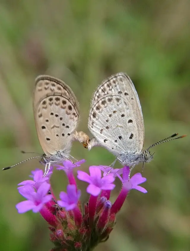 シンガポールの昆虫テーマパークで、異なる昆虫の世界を体験しましょう