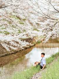 比起神鹿公園，我更愛奈良櫻花盛放的河堤