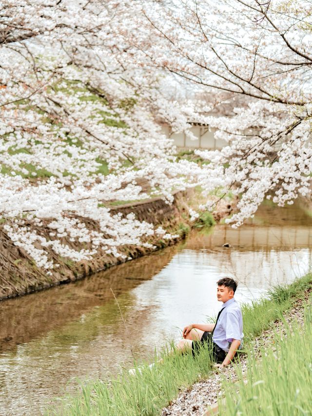 比起神鹿公園，我更愛奈良櫻花盛放的河堤