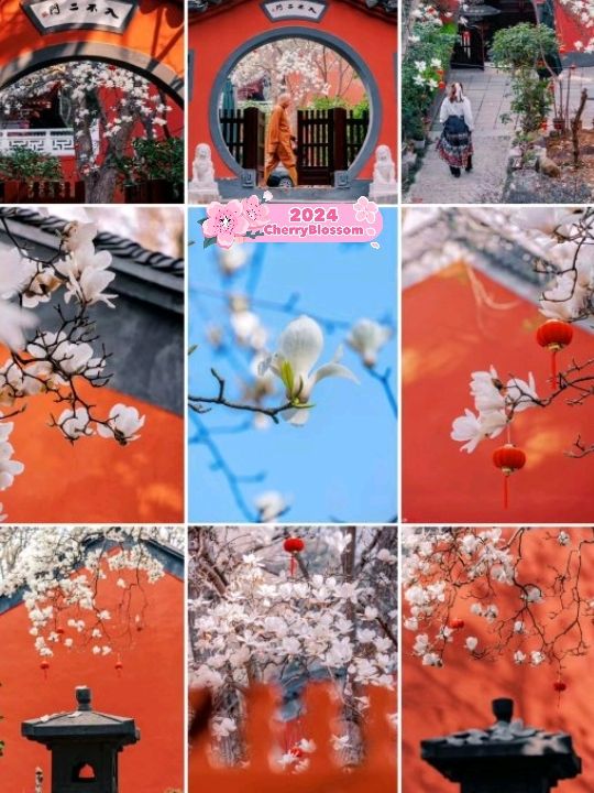 Nanjing Spring Flower Appreciation 🇨🇳❤️ Nanjing Spring Flower Appreciation 🇨🇳❤️