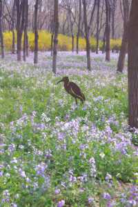 將府公園二月蘭走進紫色森林花海