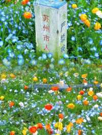 蘇州｜虞美人的盛放仿佛置身於夢幻一片花海