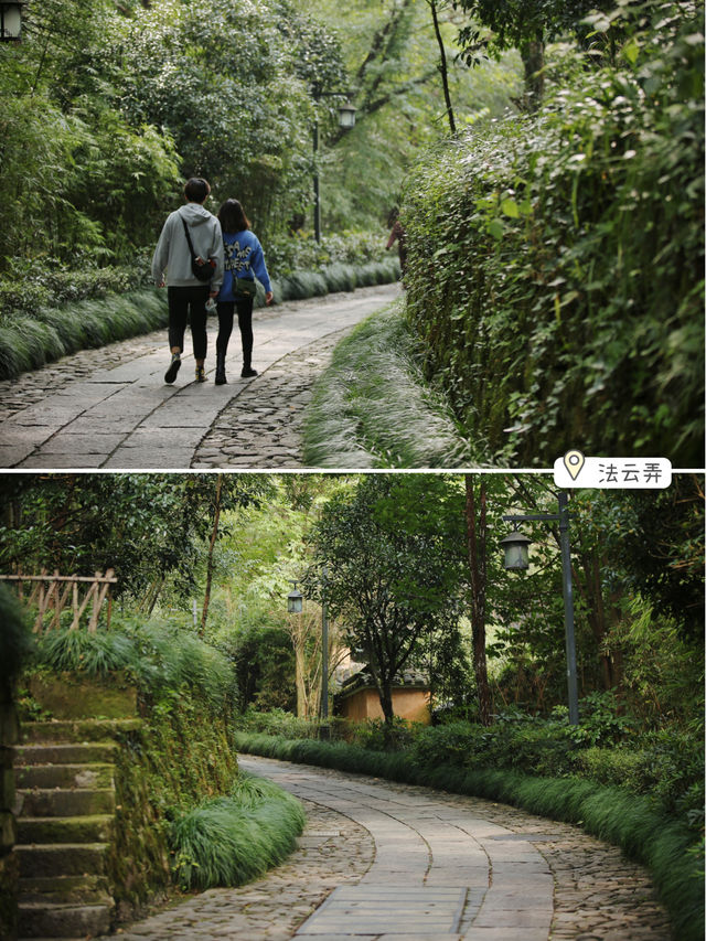 Beyond the Lingyin Temple, I recommend two serene spots for appreciating osmanthus. They are perfect for those who follow the Buddhist way of life, enjoy petting cats, and savor temple coffee.