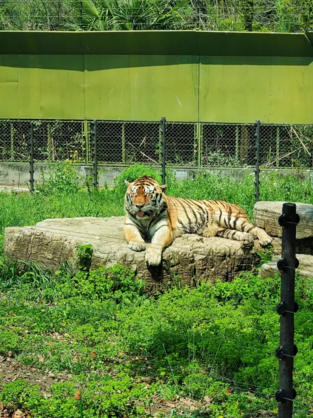 上海野生動物園保姆級攻略