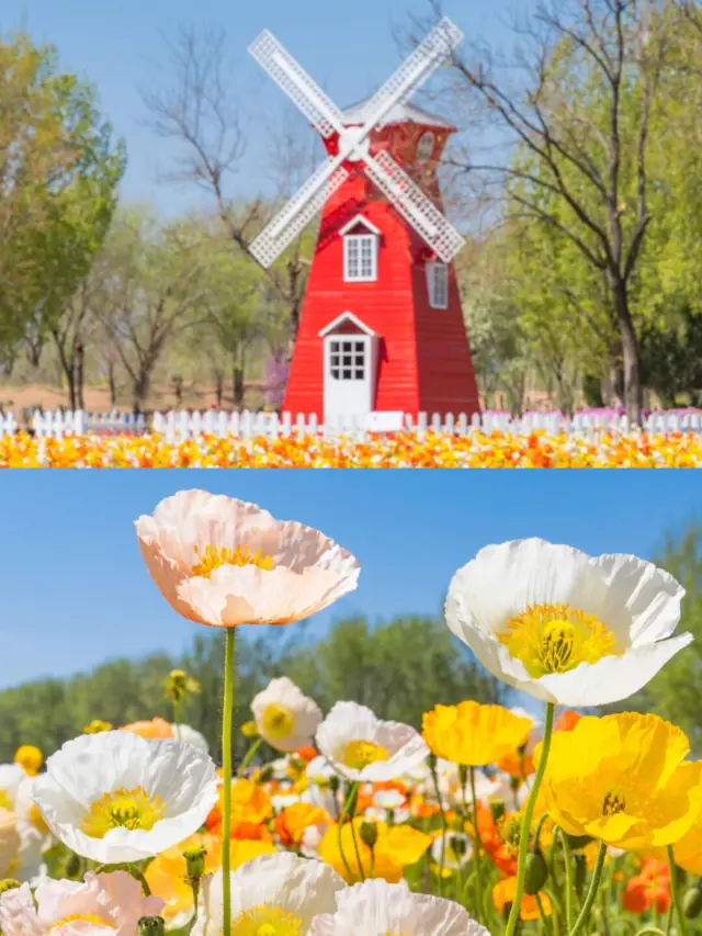 紫谷伊甸園虞美人一不小心闖入了莫內花園|||