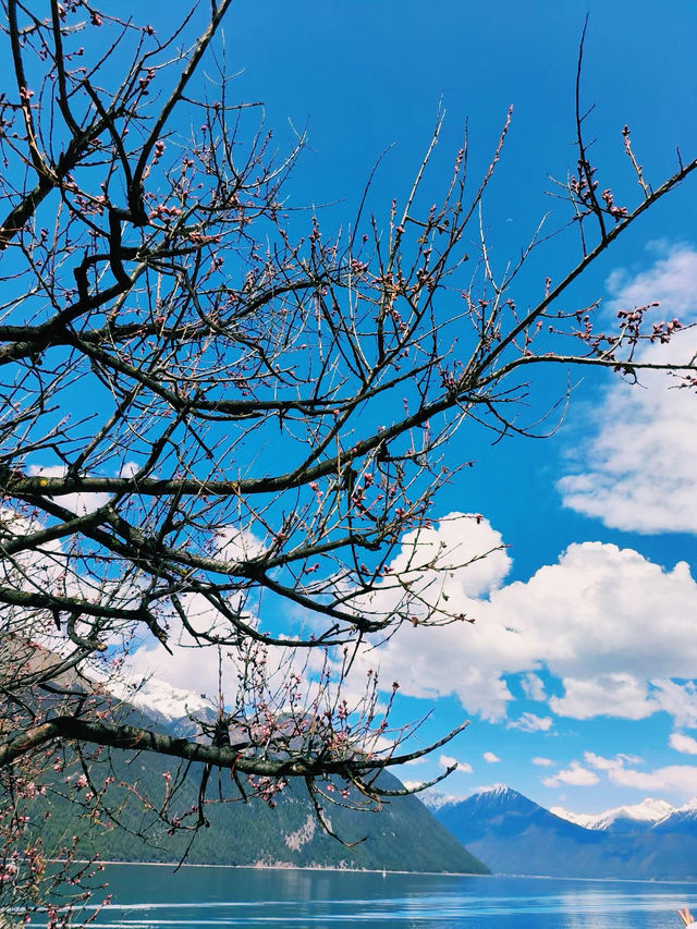 春天玩點花的去林芝的路閱花苞，雲