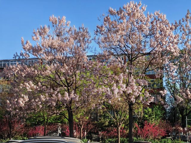 北京四月下旬賞花指南