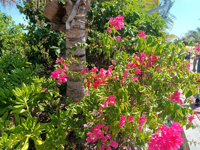 西沙晉卿島 西沙晉卿島