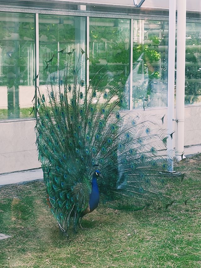 蘭陵國家蔬菜公園 一站式遊玩好去處 推薦打卡！