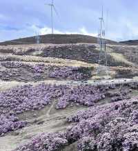涼山的索瑪花【高山杜鵑】開了！