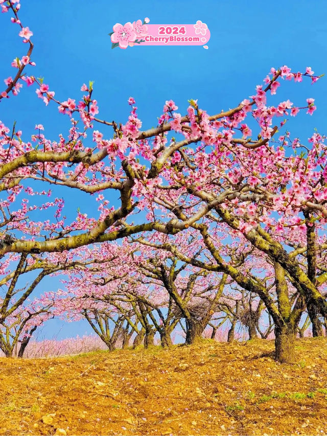 Peach Blossom Season in Hubei 🌸