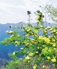 西安每週一山 適合小白 春日踏青賞花