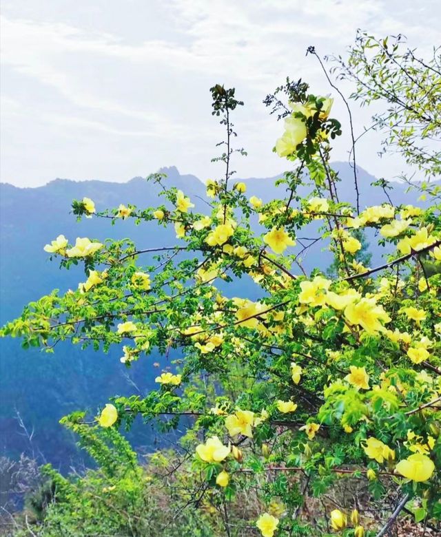 西安每週一山 適合小白 春日踏青賞花