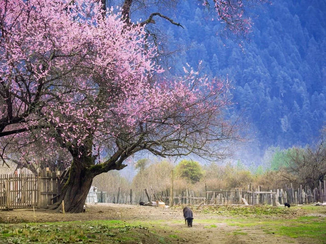 Spring Bliss in Tibet's Linzhi 🌸🏔️