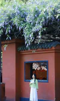 桂湖花園的紫藤花王