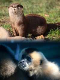 上海動物園超全攻略，你get了嗎？