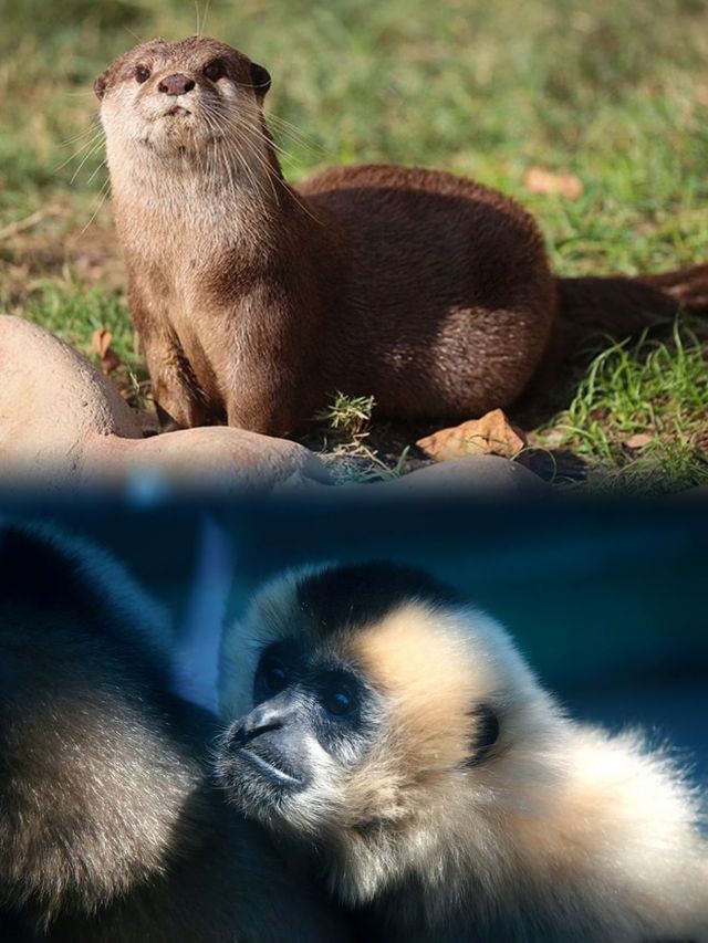 上海動物園超全攻略，你get了嗎？