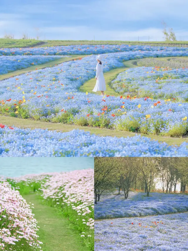 The free Xilin grass flower sea at Shanghai Baozang Park is absolutely amazing
