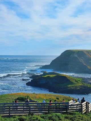 Melbourne's Penguin Island
