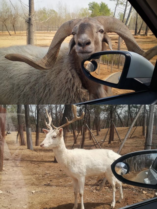 秦皇島野生動物園的自駕遛娃攻略