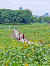 夏日醉美向日葵~蘇州灣體育公園