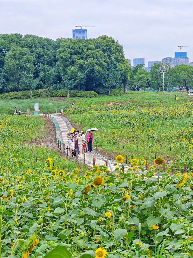 夏日醉美向日葵~蘇州灣體育公園