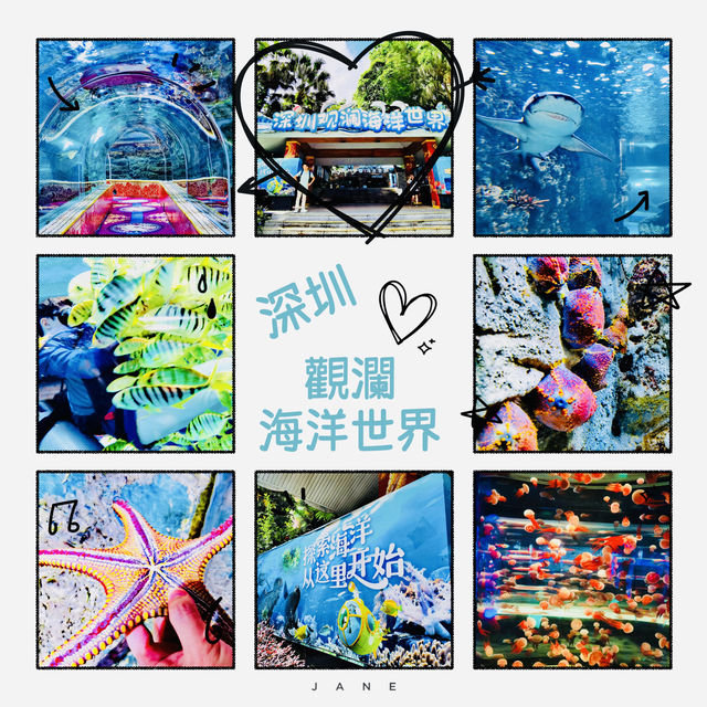 打卡深圳觀瀾海洋世界