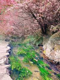豐澤植物園，解鎖自然與文藝的完美邂逅