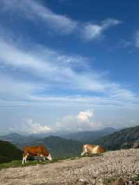 【逃離喧囂，邂逅雲端秘境】蔚縣茶山，我的靈魂棲息