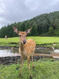 伊春旅遊攻略