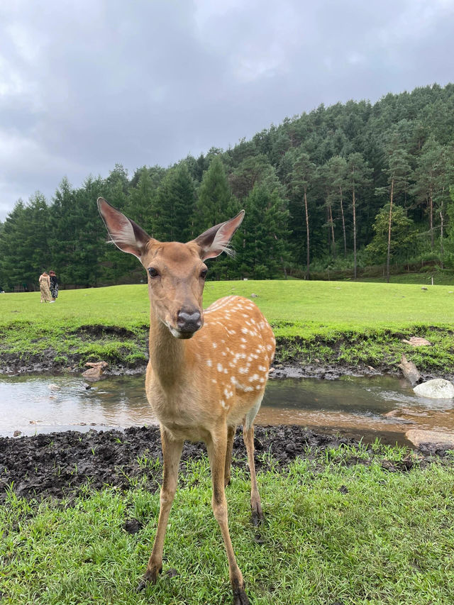 伊春旅遊攻略