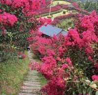 湖南懷化水源山花海景區 | 沉浸漫步在花海芬芳的意境之中。