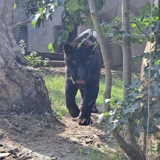 《邂逅巴黎動物園，開啟奇妙自然之旅》。