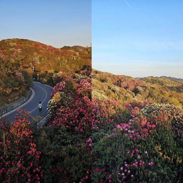 貴州百里杜鵑：絢爛花海，人間仙境。