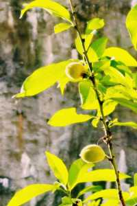 魅力索契，奇幻索契植物園｜黑海之濱的熱帶綠洲之旅。
