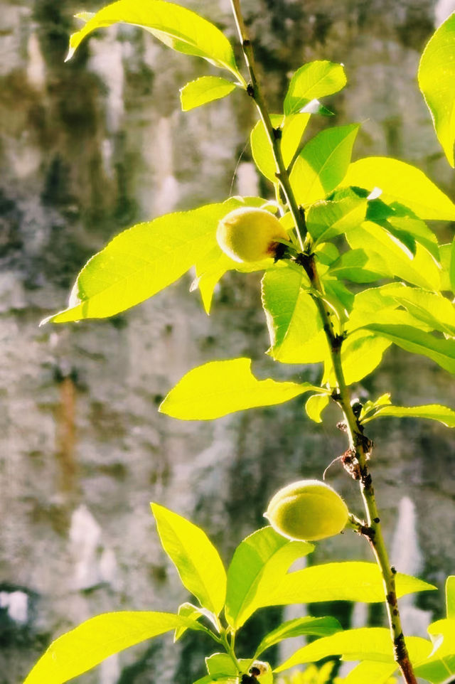 魅力索契，奇幻索契植物園｜黑海之濱的熱帶綠洲之旅。