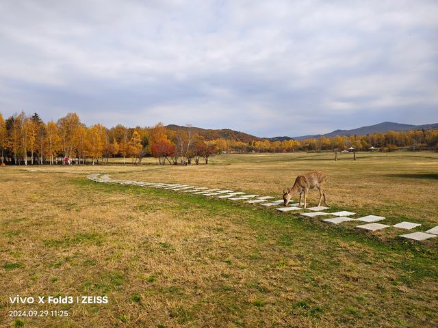 黑龍江伊春錯峰之旅。