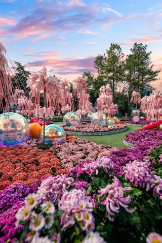 Kaifeng, Henan | The 42nd Kaifeng Chrysanthemum Culture Festival