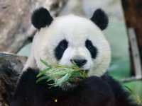 🐼台北動物園：走進自然的奇妙世界