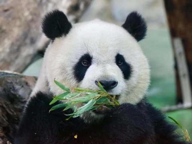 🐼台北動物園：走進自然的奇妙世界