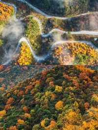不愧是《國家地理》推薦光霧山秋景封神了。
