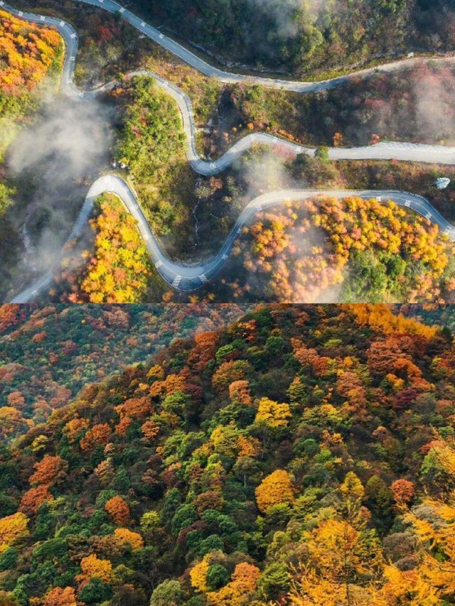 不愧是《國家地理》推薦光霧山秋景封神了。