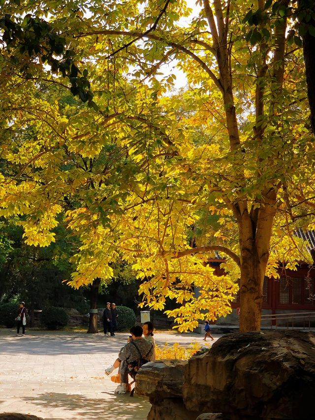 秋日圓明園‖五彩斑斕的畫卷，走進圓明園感受秋日浪漫。