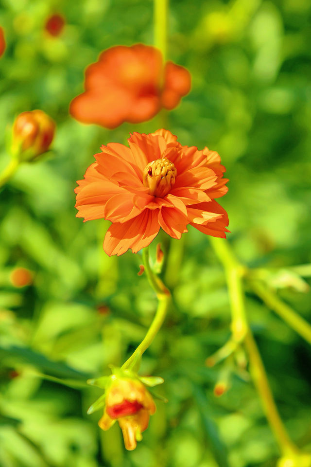 佛山花海千燈湖公園硫華菊盛裝出戰。