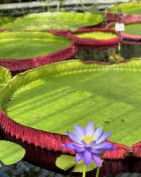 皇后公園植物園：花卉王國中的靜謐綠洲 。