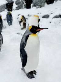 ❄️ 旭山動物園：冬日里的極地動物世界