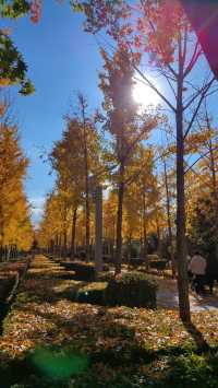 南宮五洲植物園——秋季親子遊好去處。