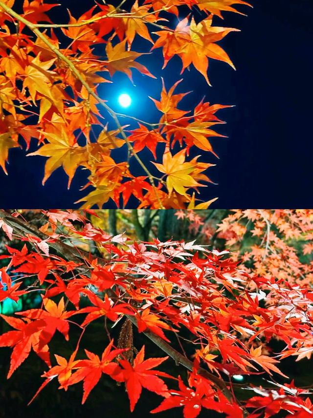 京都賞楓圖鑑：寶嚴院。